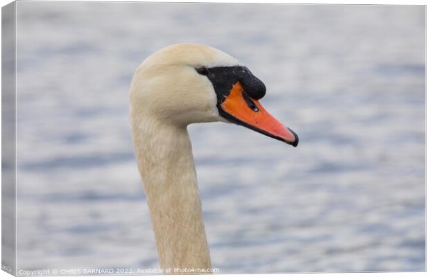 A swan next to a body of water Canvas Print by CHRIS BARNARD