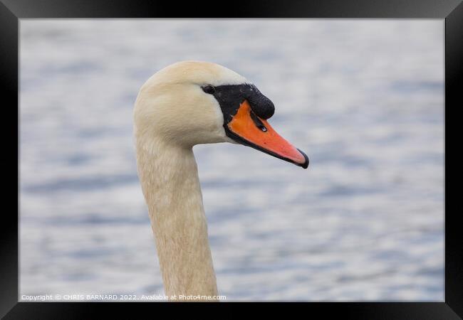 A swan next to a body of water Framed Print by CHRIS BARNARD