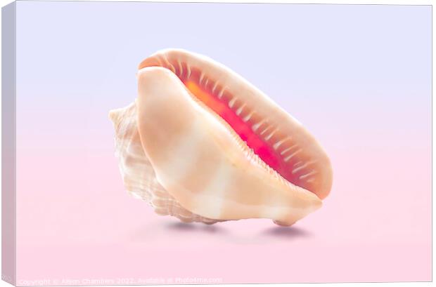Conch Sea Shell  Canvas Print by Alison Chambers