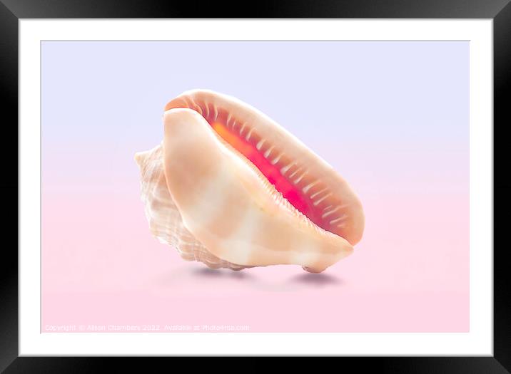 Conch Sea Shell  Framed Mounted Print by Alison Chambers