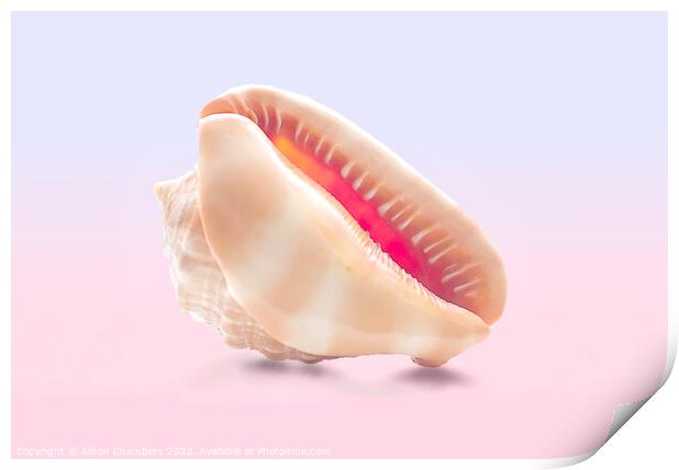 Conch Sea Shell  Print by Alison Chambers