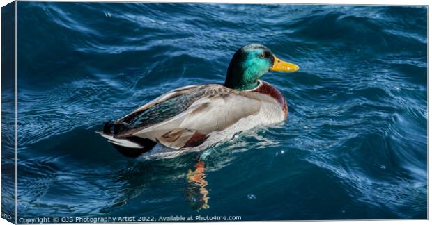 Coulourful Duck  Canvas Print by GJS Photography Artist