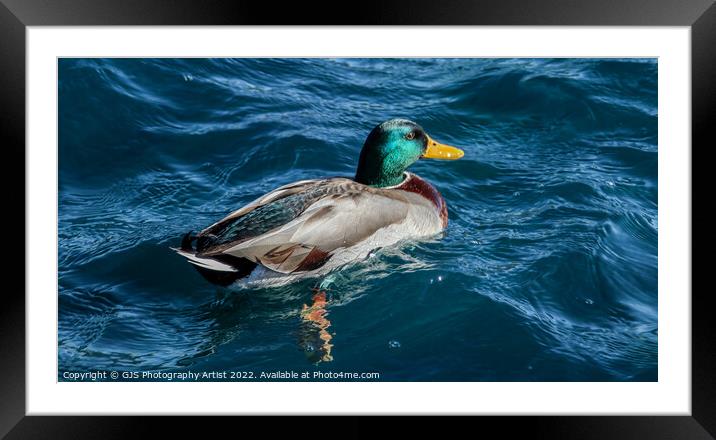 Coulourful Duck  Framed Mounted Print by GJS Photography Artist