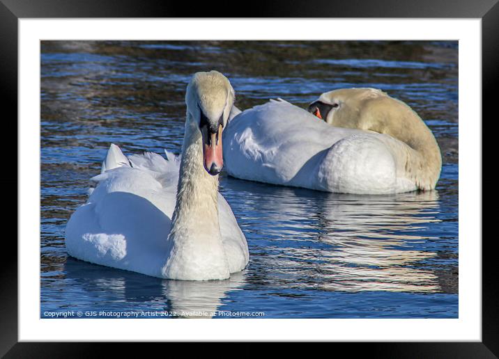 Swan Head On  Framed Mounted Print by GJS Photography Artist