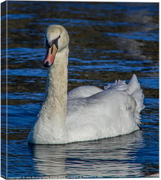 Swan keeping Eyes on Me Canvas Print by GJS Photography Artist