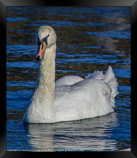 Swan keeping Eyes on Me Framed Print by GJS Photography Artist