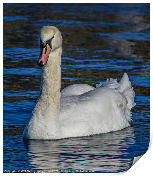 Swan keeping Eyes on Me Print by GJS Photography Artist
