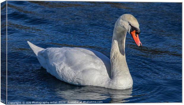 Majestic Swan Glides Through Serene Waters Canvas Print by GJS Photography Artist