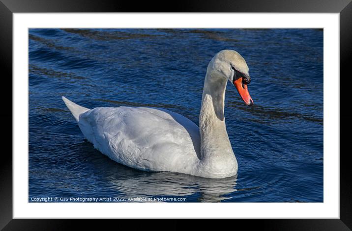 Majestic Swan Glides Through Serene Waters Framed Mounted Print by GJS Photography Artist