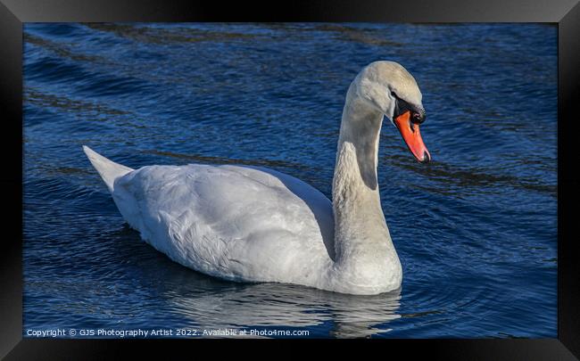 Majestic Swan Glides Through Serene Waters Framed Print by GJS Photography Artist