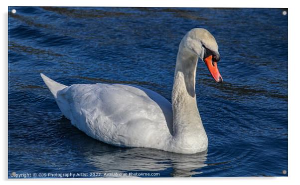 Majestic Swan Glides Through Serene Waters Acrylic by GJS Photography Artist