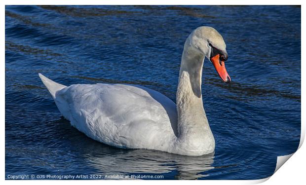 Majestic Swan Glides Through Serene Waters Print by GJS Photography Artist