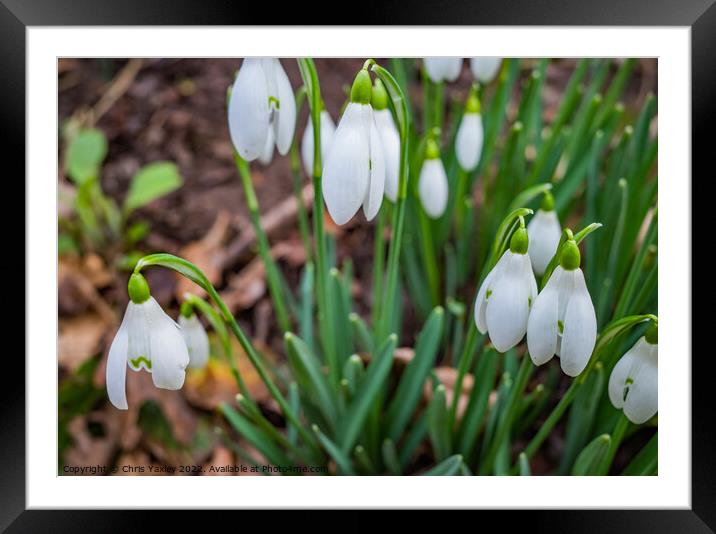 Winter snowdrops Framed Mounted Print by Chris Yaxley