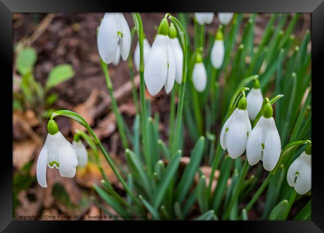 Winter snowdrops Framed Print by Chris Yaxley