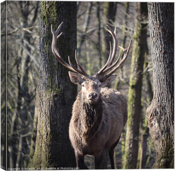 Red Deer Stag Portrait Winter Forest Canvas Print by Imladris 