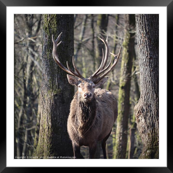 Red Deer Stag Portrait Winter Forest Framed Mounted Print by Imladris 
