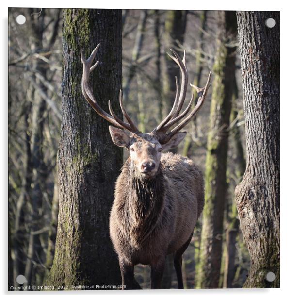 Red Deer Stag Portrait Winter Forest Acrylic by Imladris 