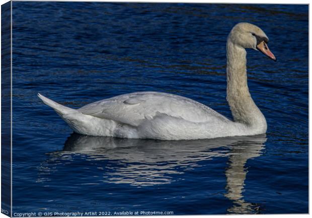 Swan Reflections Canvas Print by GJS Photography Artist