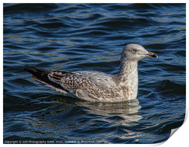 Gull Chick Print by GJS Photography Artist