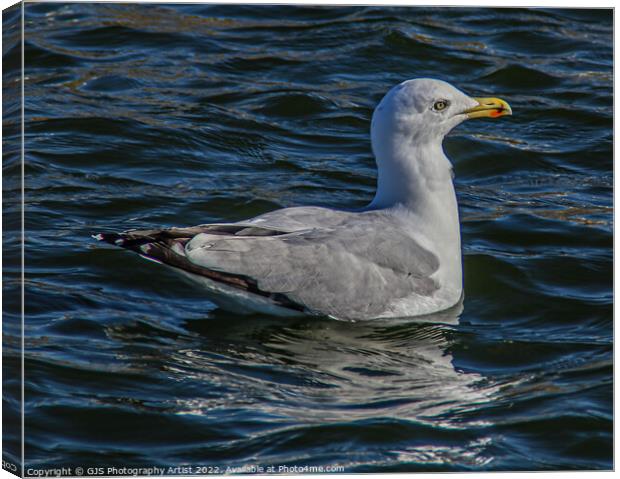 Seagull in the Water Gardens  Canvas Print by GJS Photography Artist