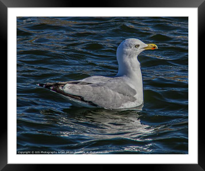 Seagull in the Water Gardens  Framed Mounted Print by GJS Photography Artist