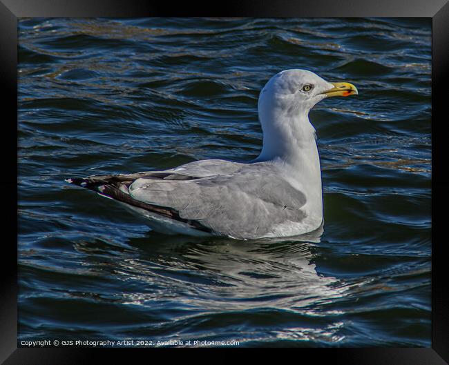Seagull in the Water Gardens  Framed Print by GJS Photography Artist