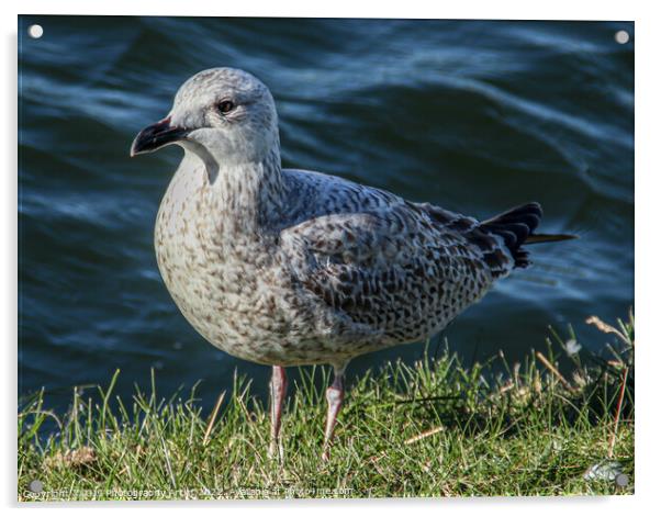 Chick  Seagull Acrylic by GJS Photography Artist