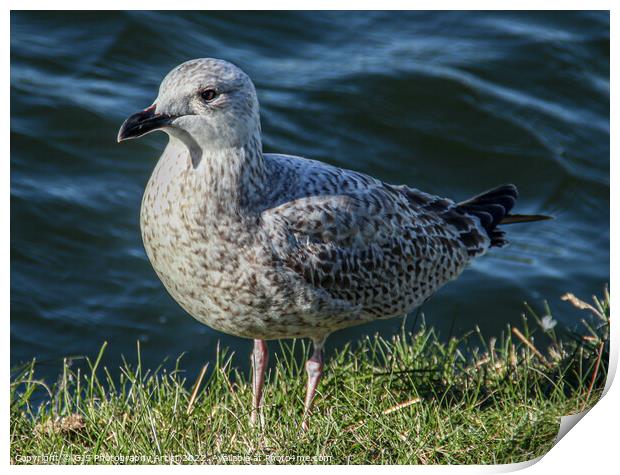Chick  Seagull Print by GJS Photography Artist