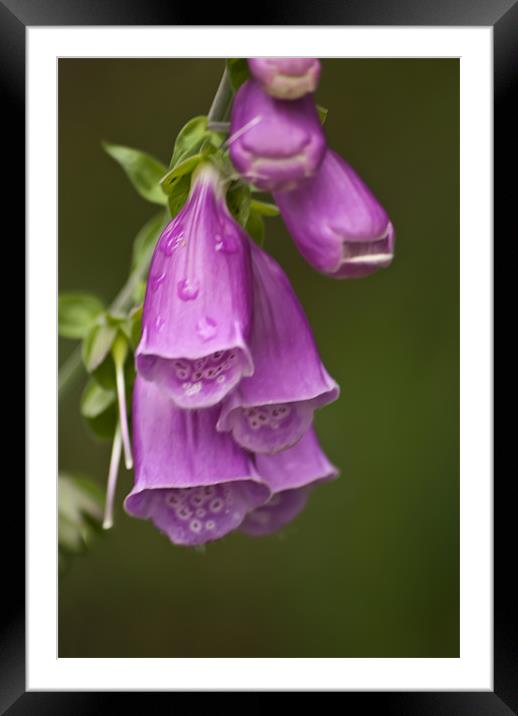 Foxgloves Framed Mounted Print by Steve Purnell