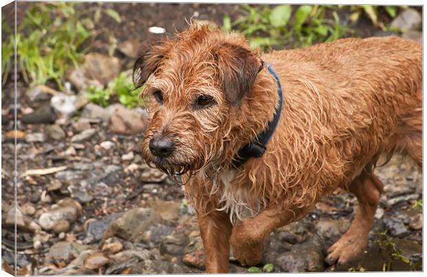 Wet Dog Canvas Print by Steve Purnell