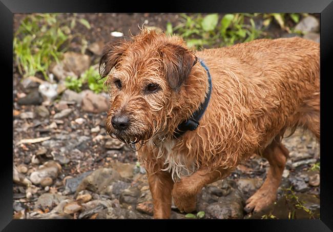 Wet Dog Framed Print by Steve Purnell