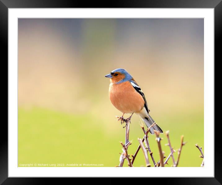 Male Chaffinch Framed Mounted Print by Richard Long