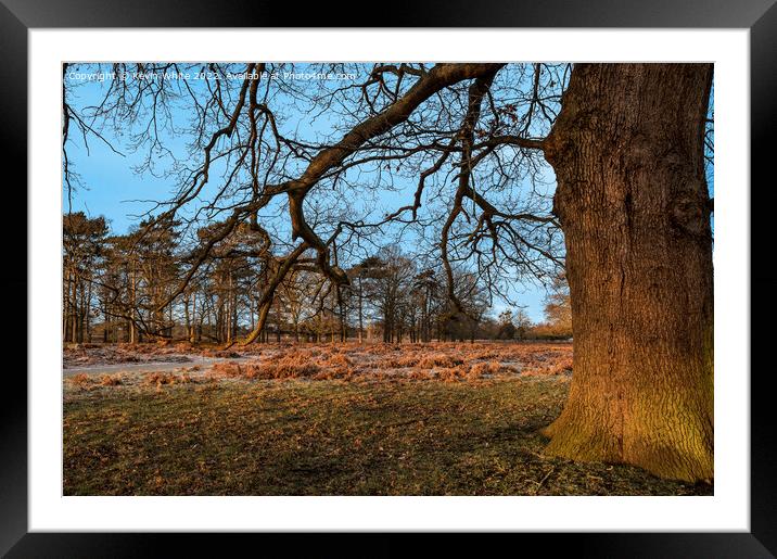 Sun kissed tree Framed Mounted Print by Kevin White