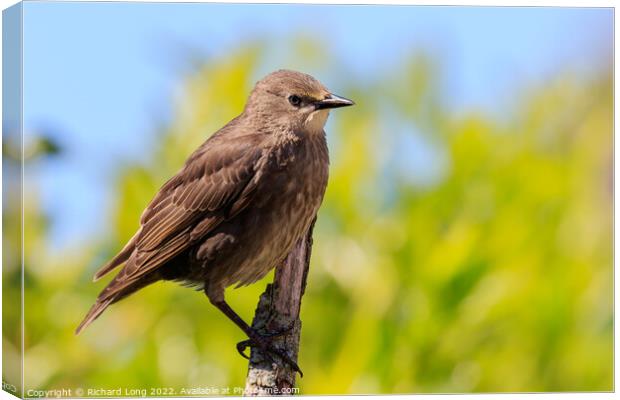Young Starling Canvas Print by Richard Long