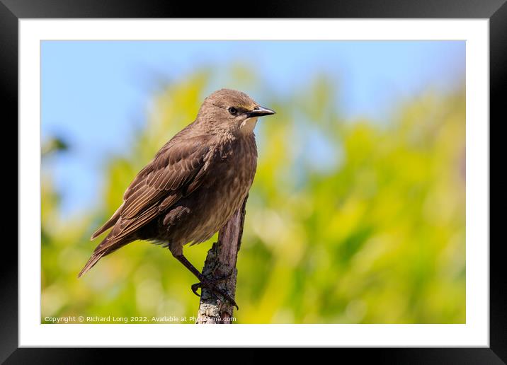 Young Starling Framed Mounted Print by Richard Long