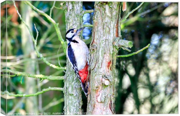 Great Spotted woodpecker  Canvas Print by Richard Long