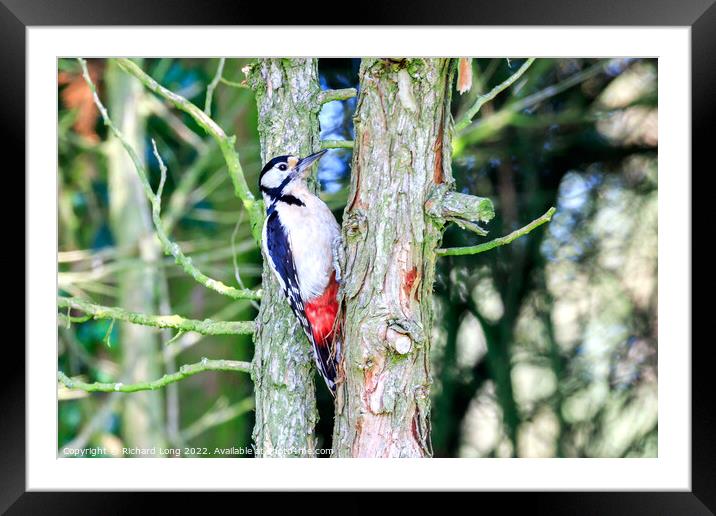 Great Spotted woodpecker  Framed Mounted Print by Richard Long