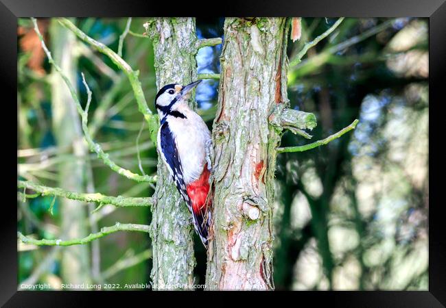 Great Spotted woodpecker  Framed Print by Richard Long