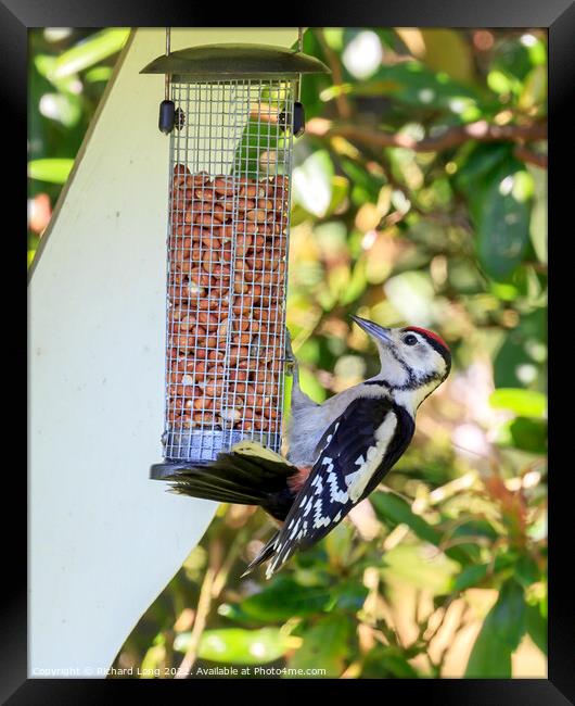 Great Spotted woodpecker  Framed Print by Richard Long