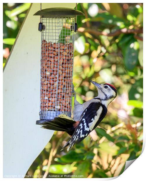 Great Spotted woodpecker  Print by Richard Long