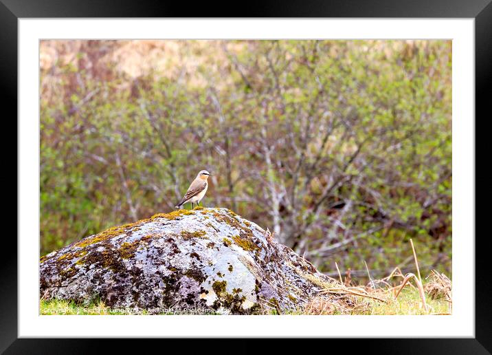 Northern Wheatear Framed Mounted Print by Richard Long
