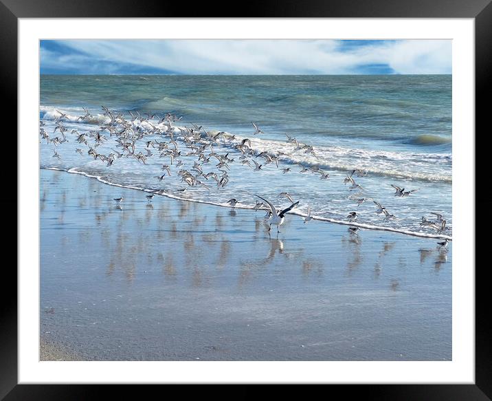 Flock of sea birds with largest bird leading on the ocean Framed Mounted Print by Thomas Baker