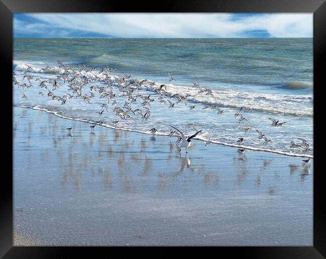 Flock of sea birds with largest bird leading on the ocean Framed Print by Thomas Baker