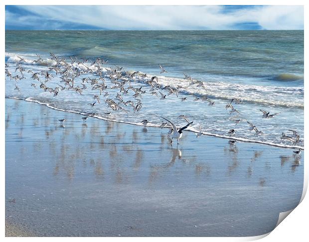 Flock of sea birds with largest bird leading on the ocean Print by Thomas Baker