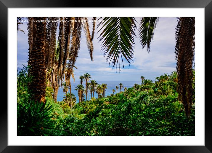 View of the tropical Atlantic coast through the leaves of palm t Framed Mounted Print by Joaquin Corbalan