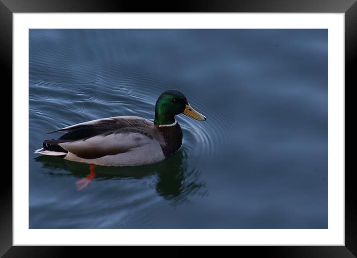 duck Framed Mounted Print by anthony pallazola