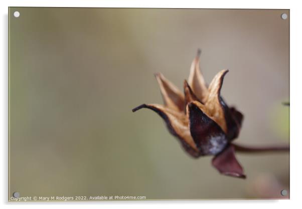 Seed Head Acrylic by Mary M Rodgers