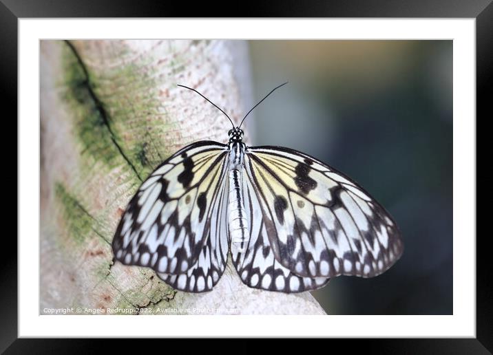 Butterfly on a branch Framed Mounted Print by Angela Redrupp