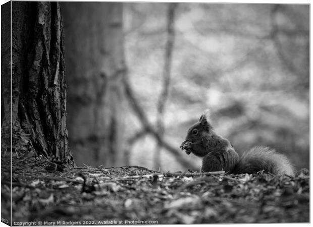 Squirrel B&W Canvas Print by Mary M Rodgers