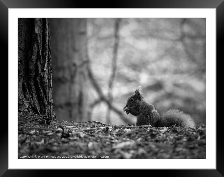 Squirrel B&W Framed Mounted Print by Mary M Rodgers